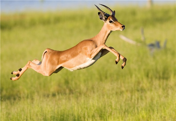 美景创意成功认定“瞪羚企业”, 助力行业创新发展备受肯定